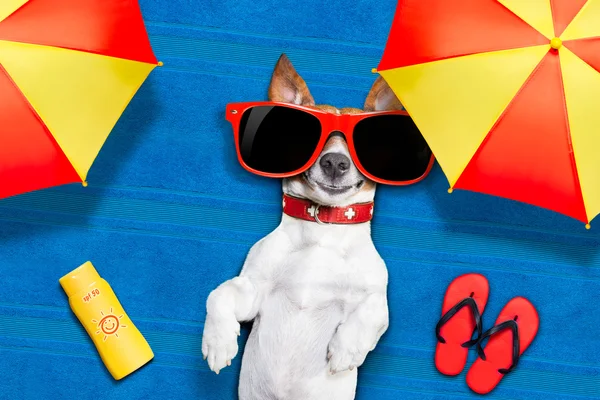 Hond zomer strand — Stockfoto