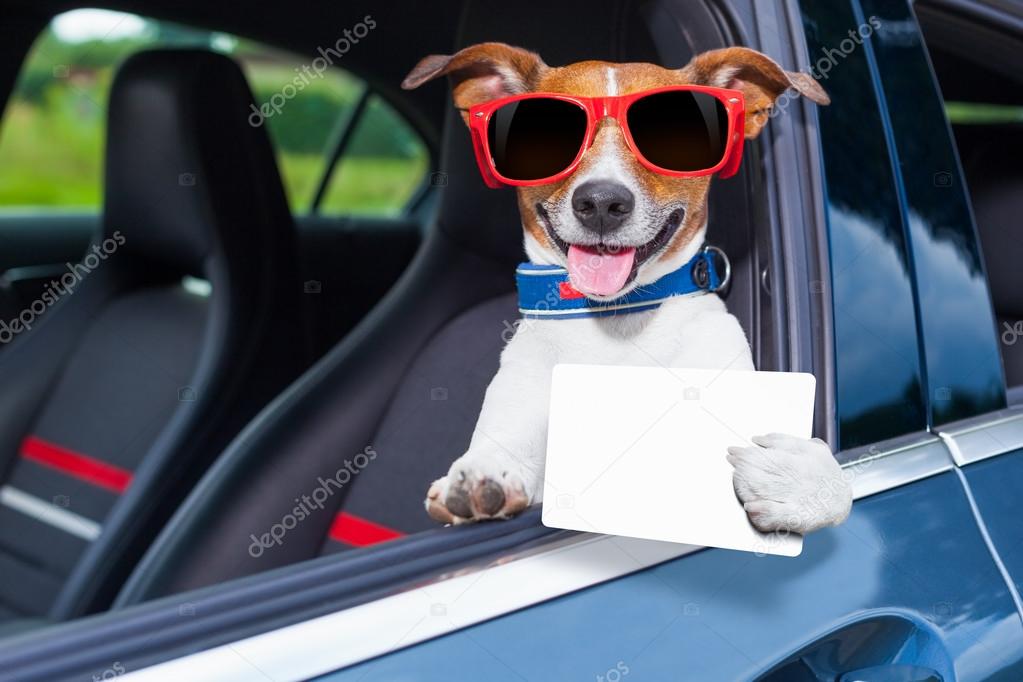 dog drivers license 