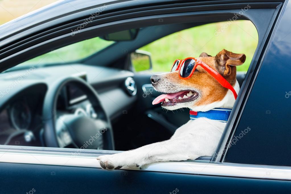 Dog leaning out the car window with funny sunglasses