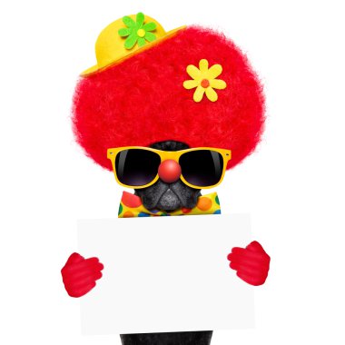 aptal palyaço köpek