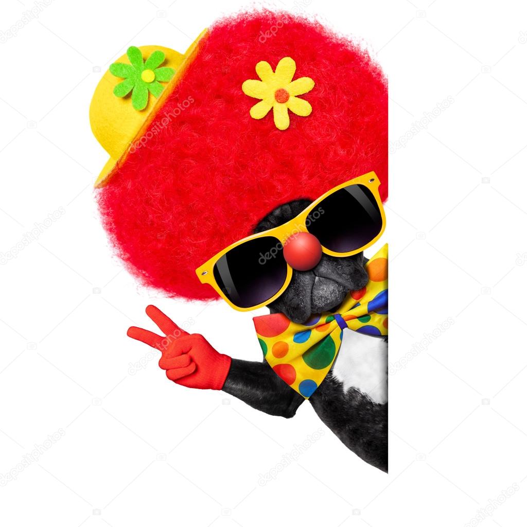 Dummer Clown Hund — Stockfoto © damedeeso 50932209