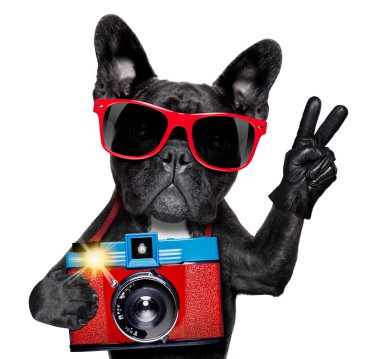 köpek fotoğrafçı