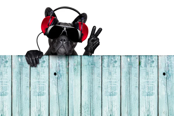 DJ pies — Zdjęcie stockowe