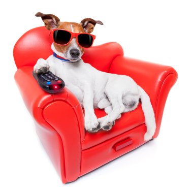 TV köpek 