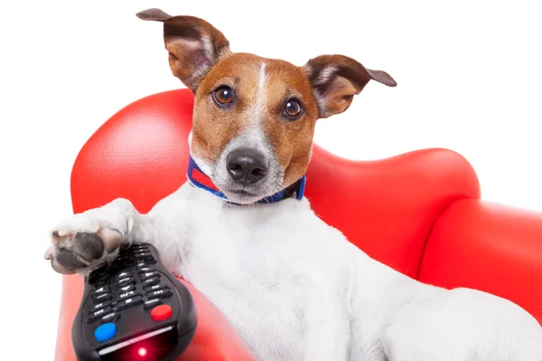 Hund tv — Stockfoto