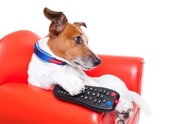 犬のテレビ — ストック写真