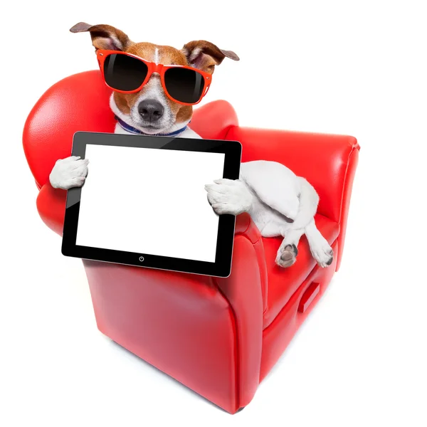 Dog sofa — Stock Photo, Image