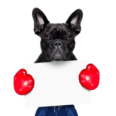 aktif spor köpek