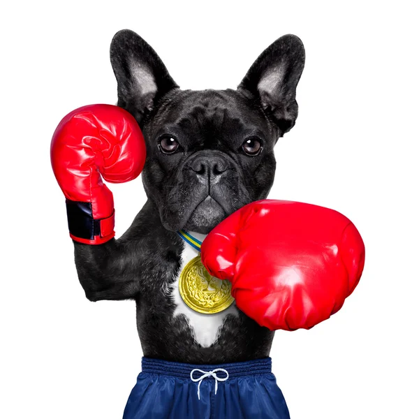 aktif spor köpek