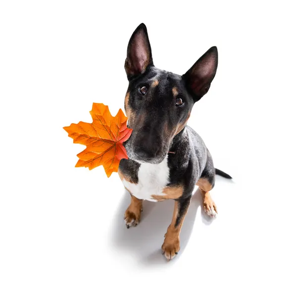 狗在柱子上 叶子在嘴里等着秋天和主人出去散步 被白色的背景隔离了 图库图片