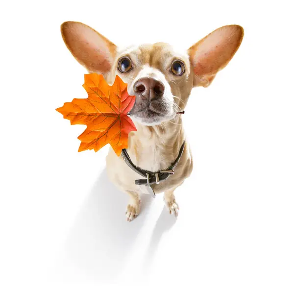 Hund Herbst Herbst Blätter lizenzfreie Stockbilder