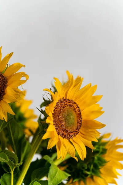 Stüdyonun beyaz arka planında çiçek açan ayçiçekleri. Yakın çekim yap.