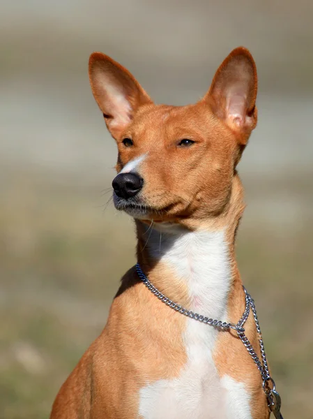 El perro Basenji — Foto de Stock