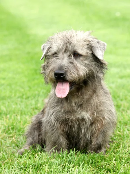 Irlandês Glen of Imaal Terrier — Fotografia de Stock