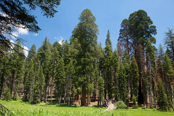 Árboles de Sequoia — Foto de Stock