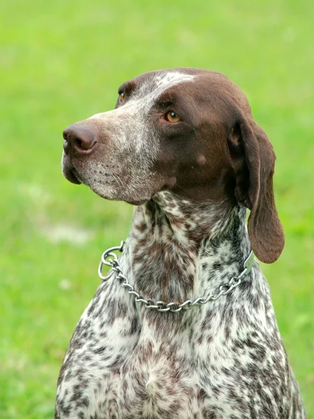 Deutsch Kurzhaar German Short-haired Pointing Dog — Stock Photo, Image