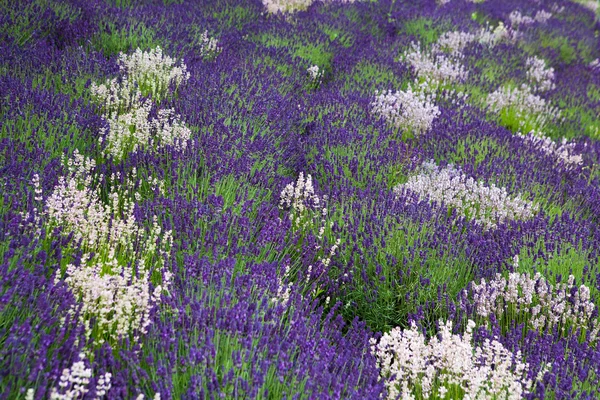 Campo de lavanda — Fotografia de Stock