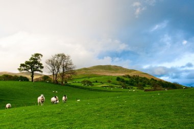 On the pasture in Yorkshire Dales National Park