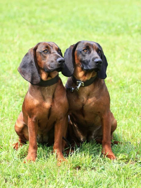 2 つのババリア地方山セントハウンド犬 — ストック写真