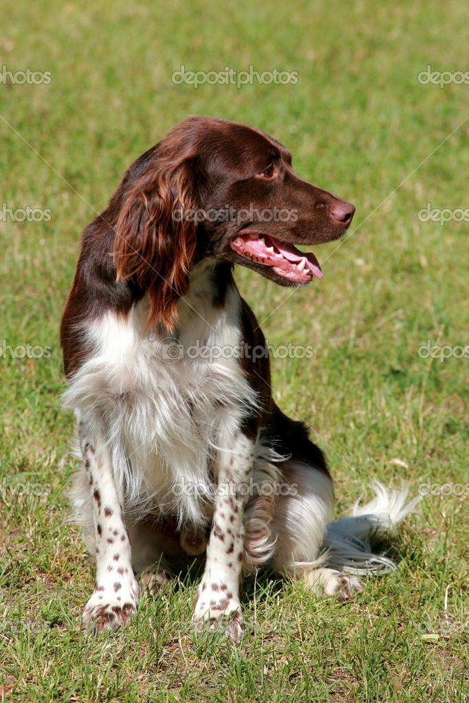 Kleiner Small Munsterlander Breeders Near Me Kleine Munsterlander