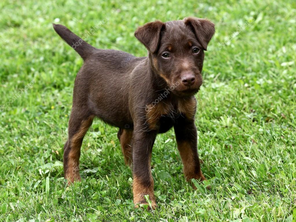 German Hunting Terrier puppy — Stock Photo © CaptureLight #15851539