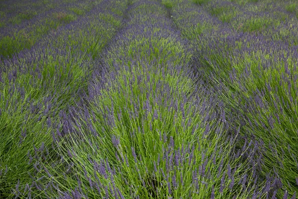 Campo de lavanda — Fotografia de Stock