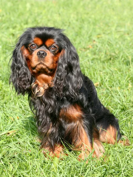 Kawaler Król Karol Spaniel — Zdjęcie stockowe