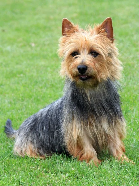 Australisk terrier — Stockfoto