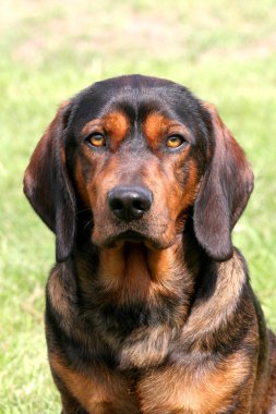 Alp dachsbracke köpek