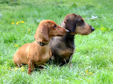 Dachshund köpekler
