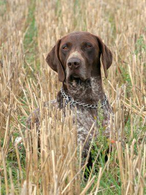 Alman shorthaired ibre köpek