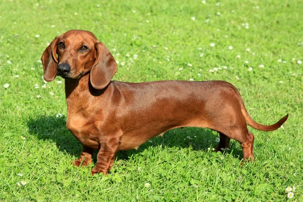 Standart düz saçlı dachshund — Stok fotoğraf