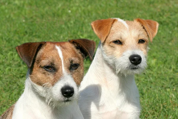 De honden — Stockfoto