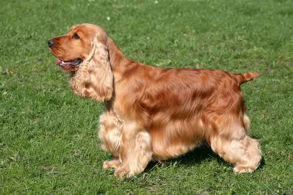 Inglês cocker spaniel cão — Fotografia de Stock