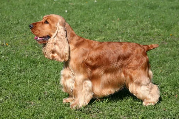 Engelsk cocker spaniel hund — Stockfoto