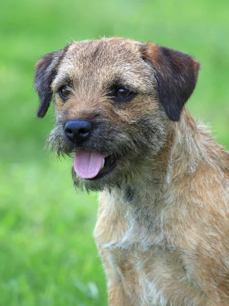 Un Terrier di confine — Foto Stock