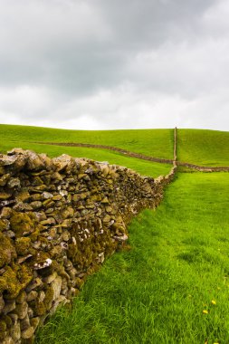 On the pasture in Yorkshire Dales National Park