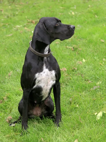 Nero cane puntatore inglese — Foto Stock
