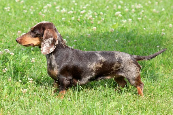 Daschhund tygr — Stock fotografie