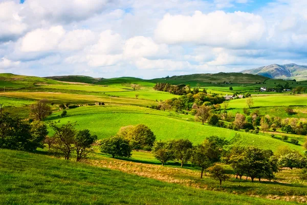 On the pasture in Yorkshire Dales National Park — Stok fotoğraf