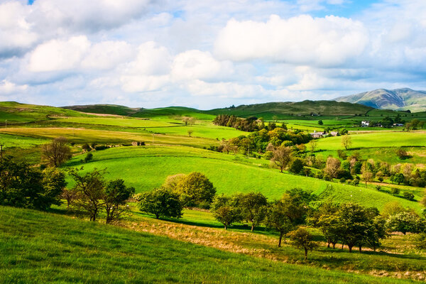 On the pasture in Yorkshire Dales National Park