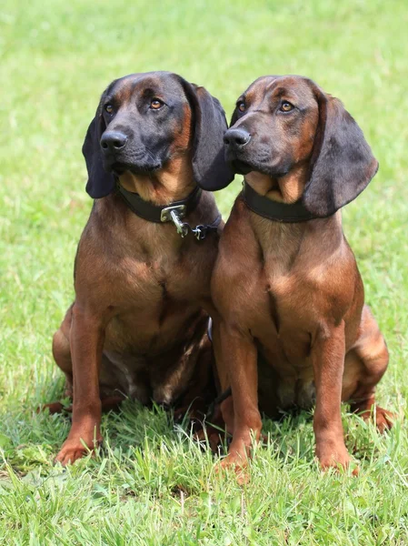 Twee honden. — Stockfoto