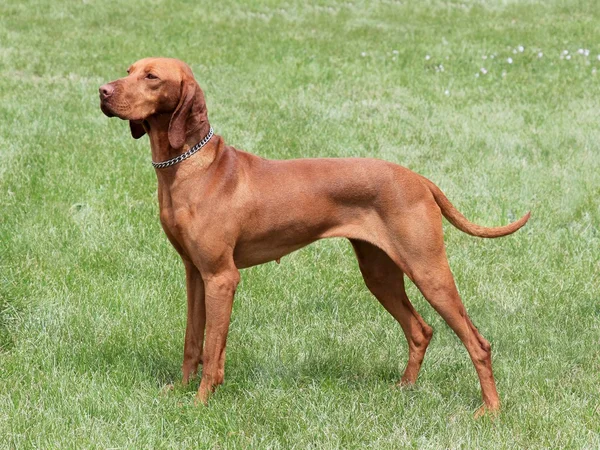 Magyar vizsla — Stock Fotó