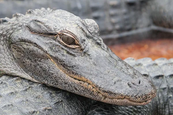 In the crocodile farm — Stock Photo, Image