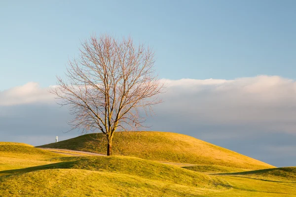 Arbre solitaire sur le terrain de golf — Photo