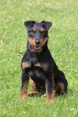 Alman av terrier