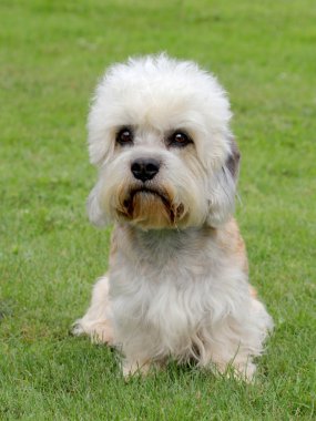 Dandie dinmont korkunç