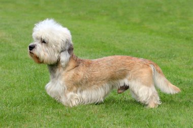 Dandie dinmont korkunç