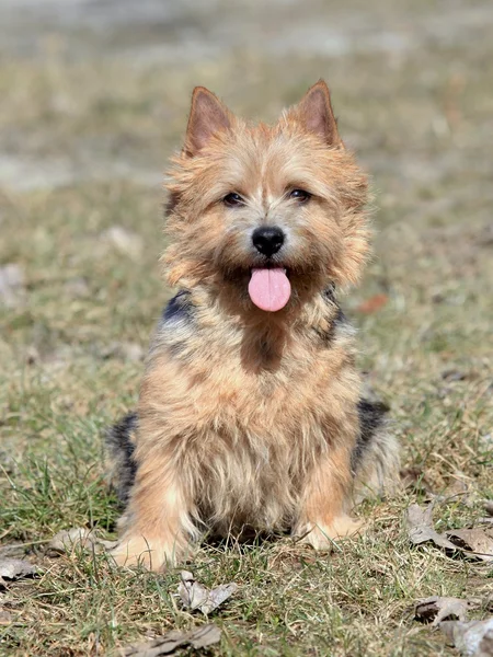 Norwich terrier — Fotografia de Stock