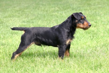 Alman av terrier